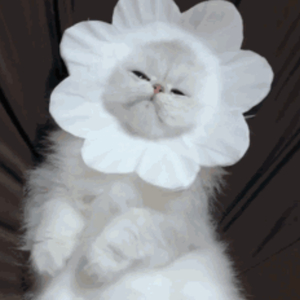 丰满少妇人妻无码
